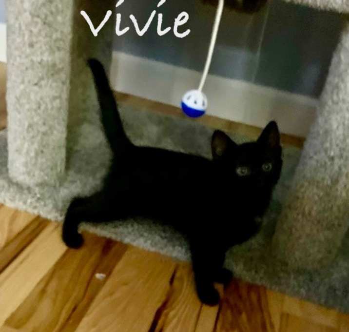 Photo of Vivie