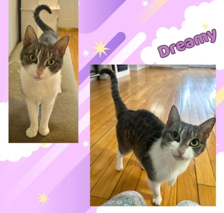 Photo of Dreamy