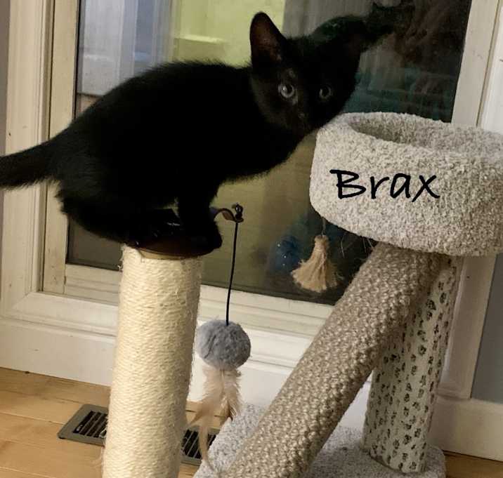 Photo of Brax