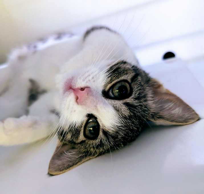 Photo of Saffron 