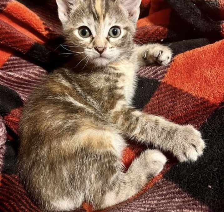 Photo of Fortune (Cookie Litter)