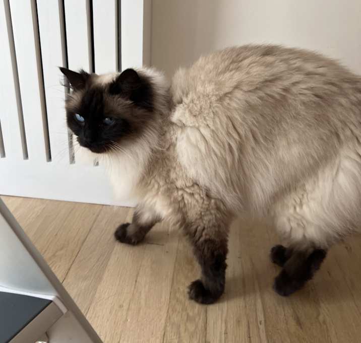 Photo of Apollo