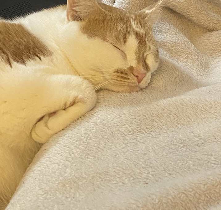 Photo of Dahlia
