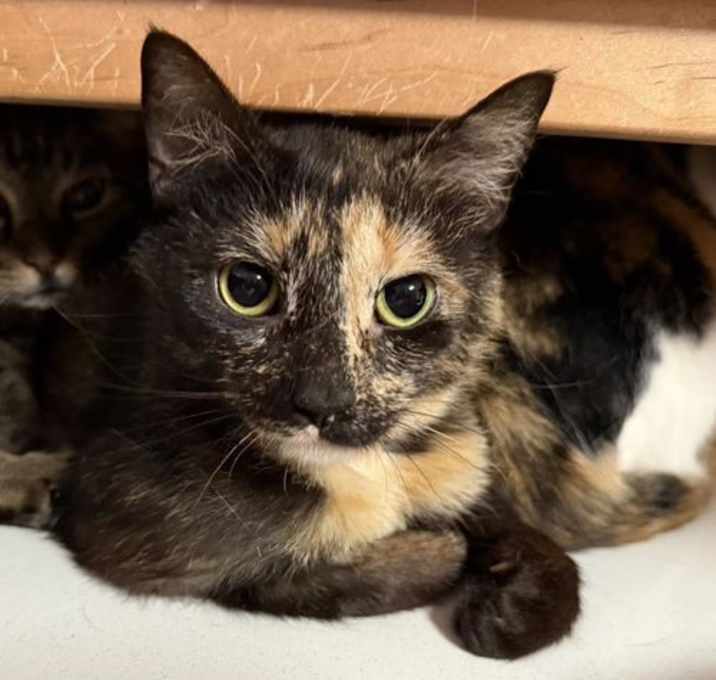 Photo of GUINEVERE