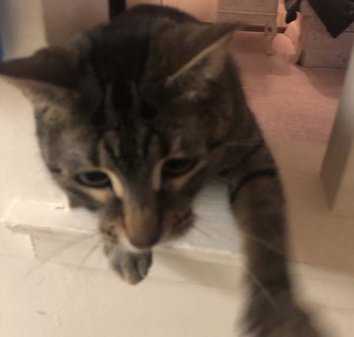 Photo of Cleo