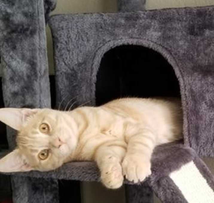 Photo of Casanova