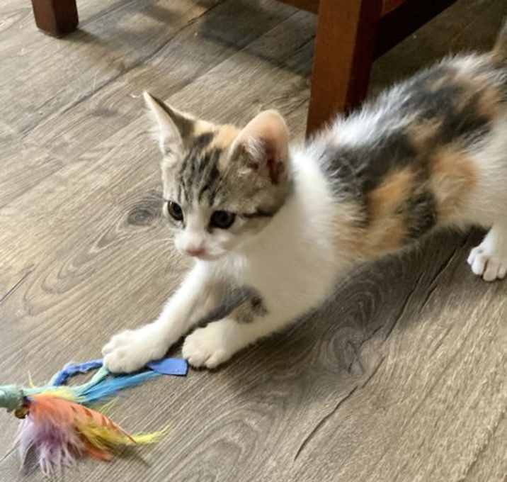 Photo of Pippa ( DM)