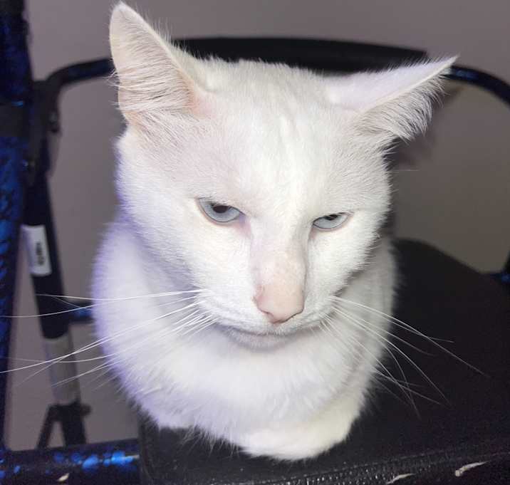 Photo of Snowball