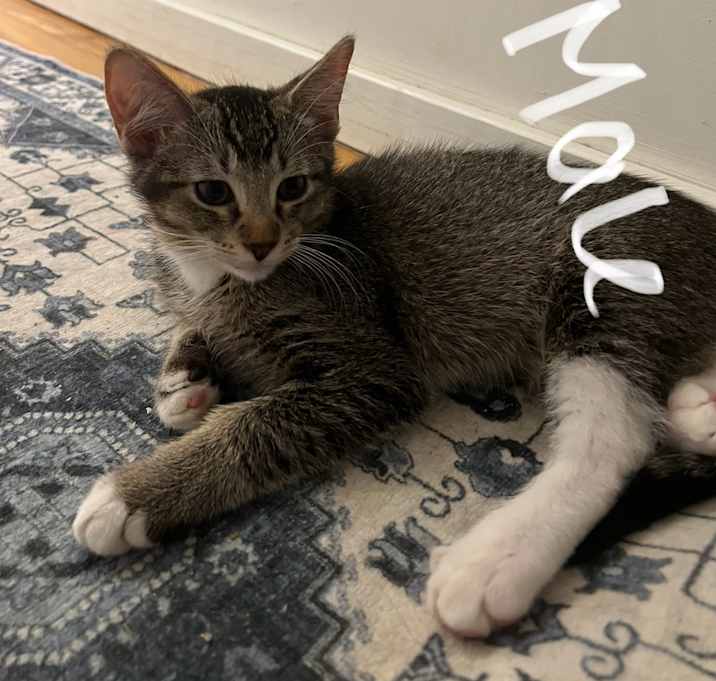 Photo of Kitten 1,2,3