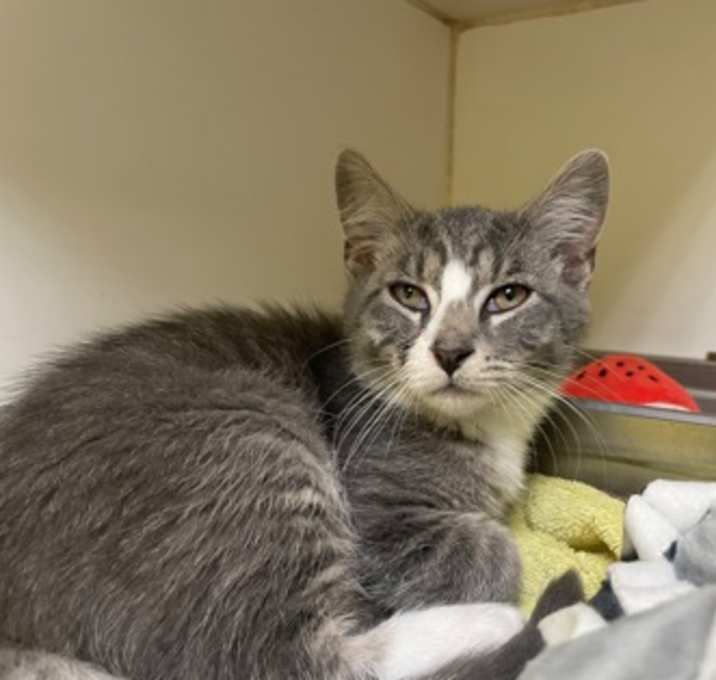 Photo of Kittens
