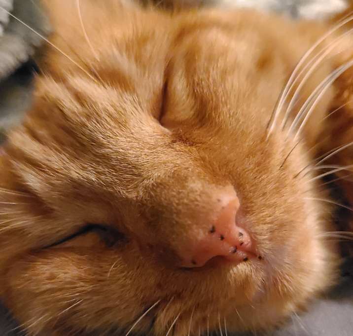 Photo of Cinnamon