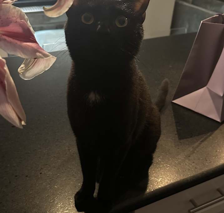 Photo of tommy