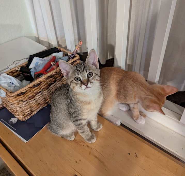 Photo of Lopey