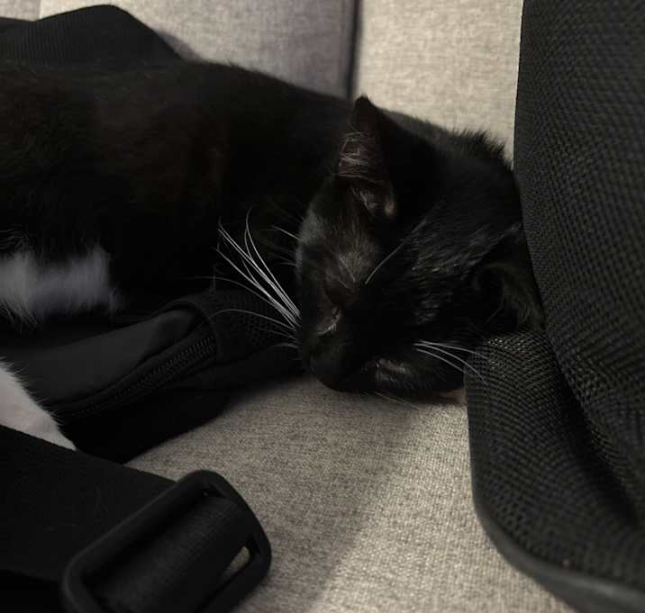 Photo of Milo