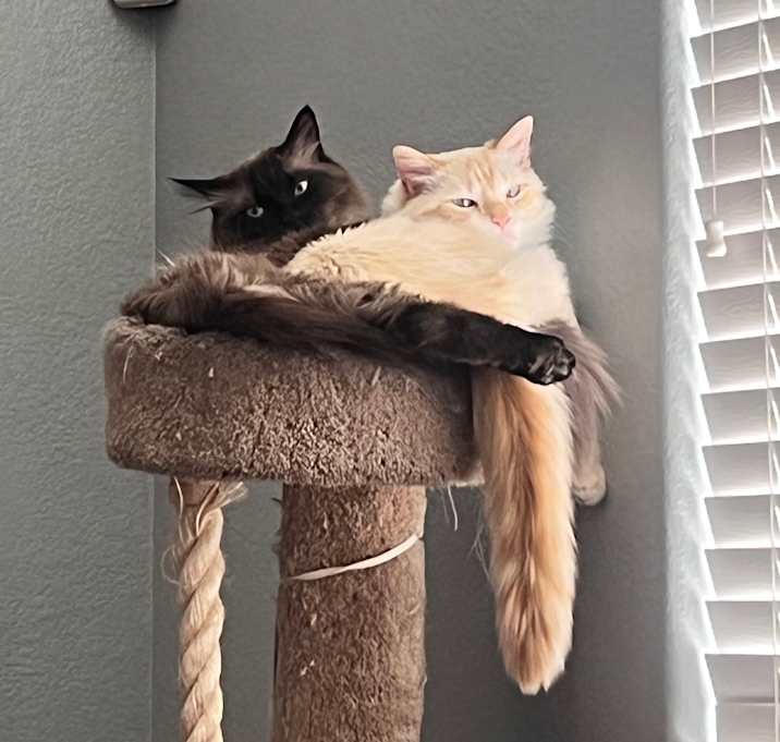 Photo of Pumpkin and Cinnamon