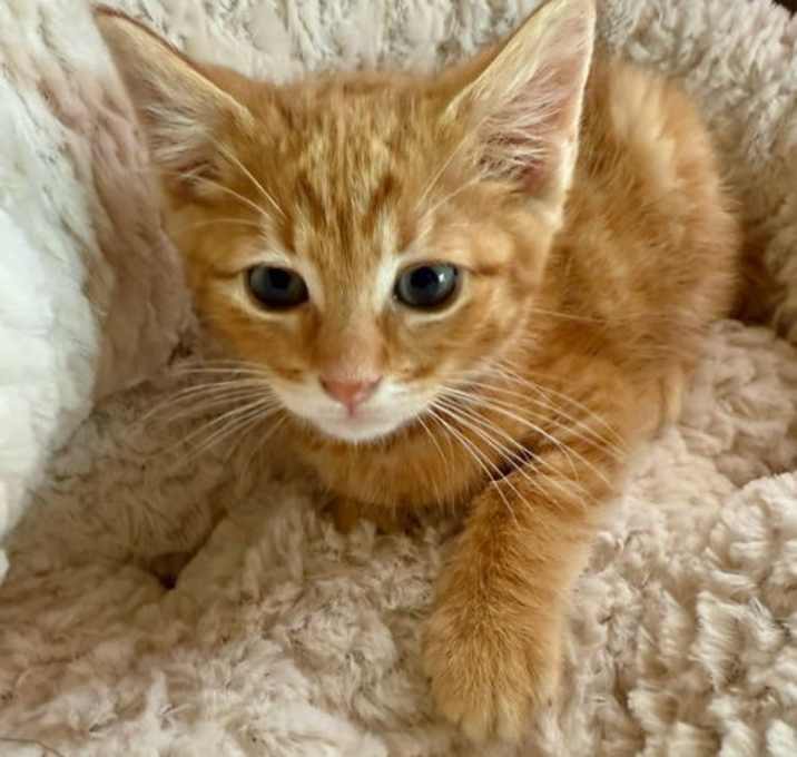 Photo of CAT - PLUTO