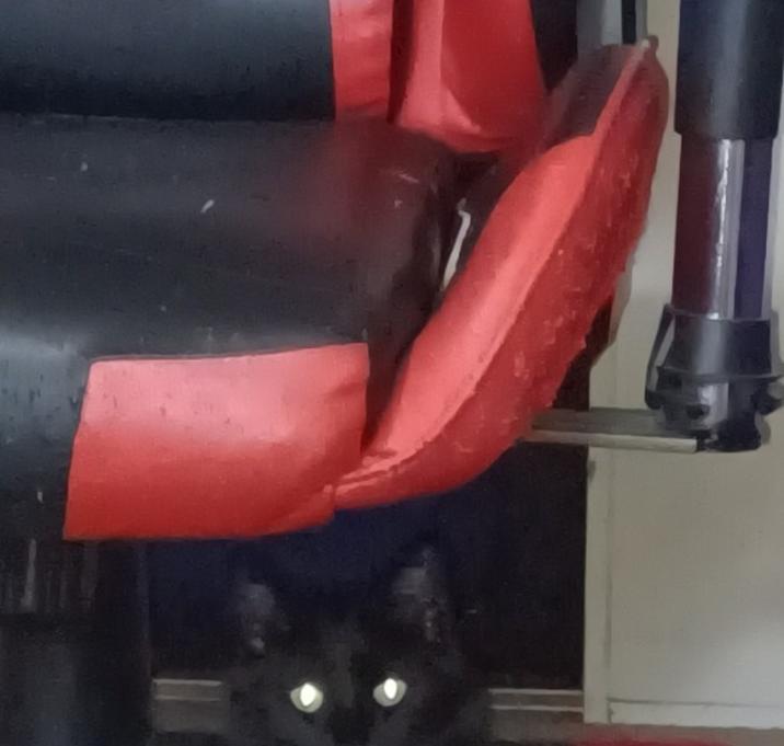 Photo of Nico Robin (Robin for short)