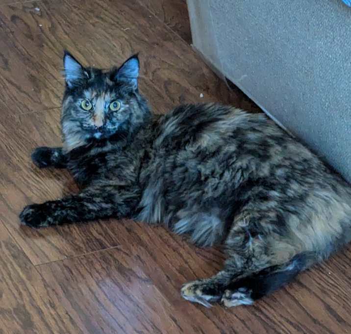 Photo of Daphne