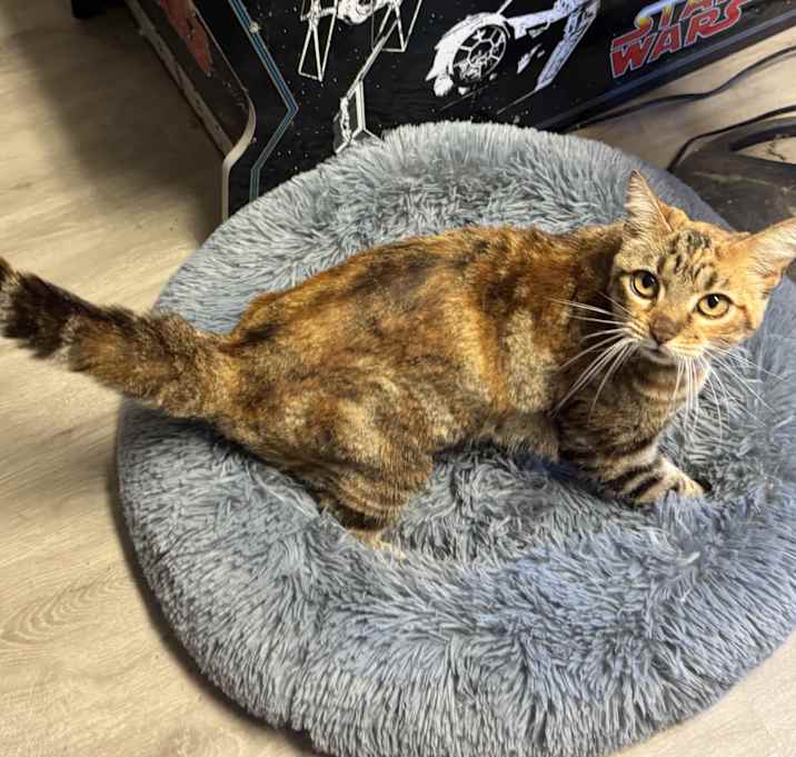 Photo of Speckle