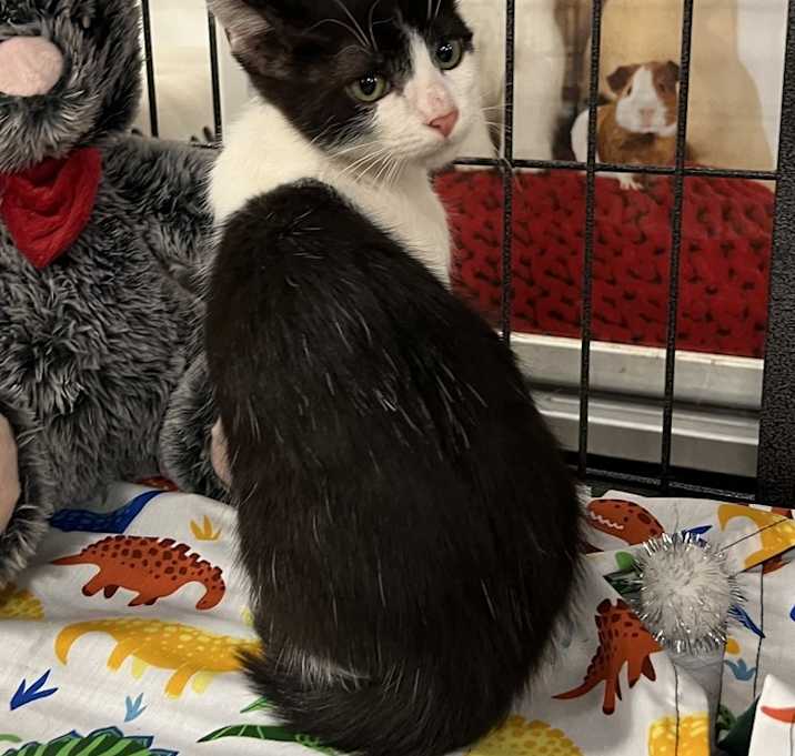 Photo of Domino