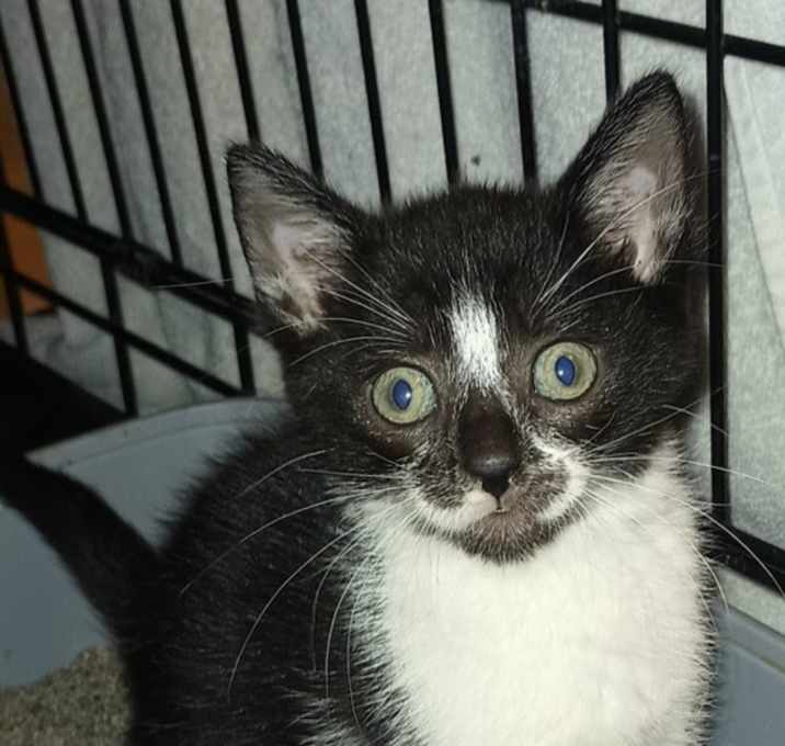 Oscar