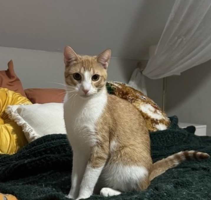 Clementine