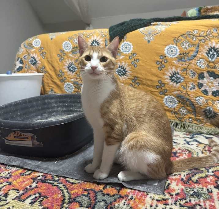 Clementine