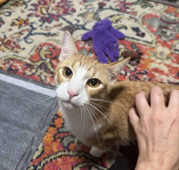 Clementine