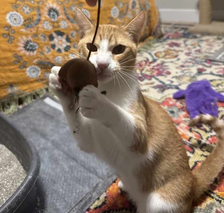 Clementine