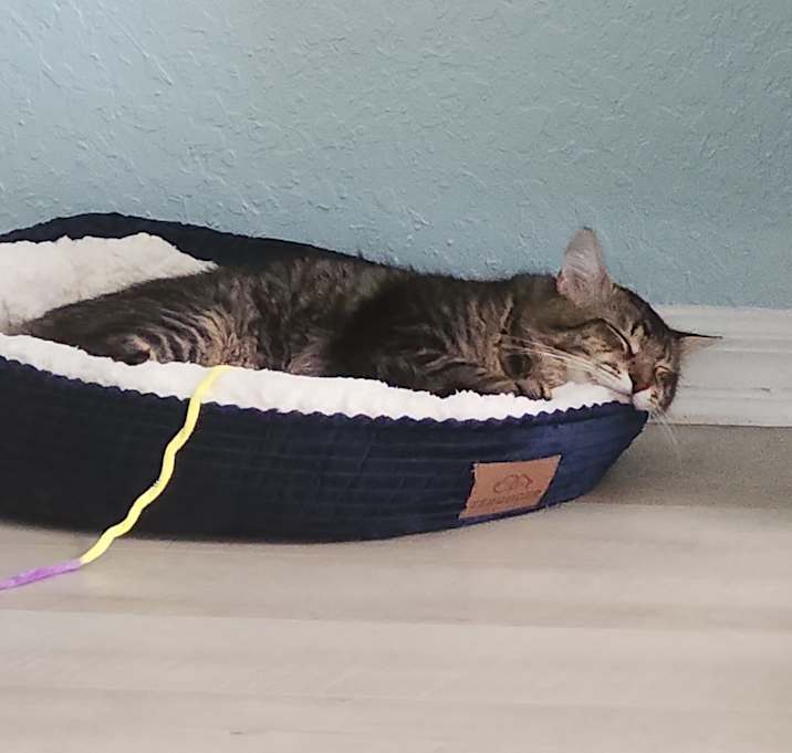 Photo of Moshi
