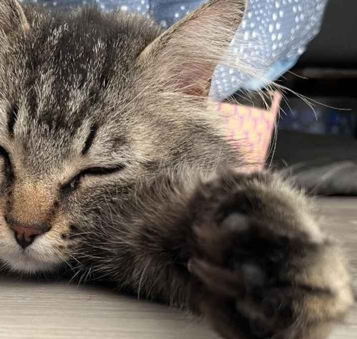 Photo of Pretty Boy