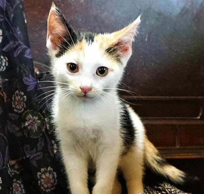 Photo of KITTEN CORA