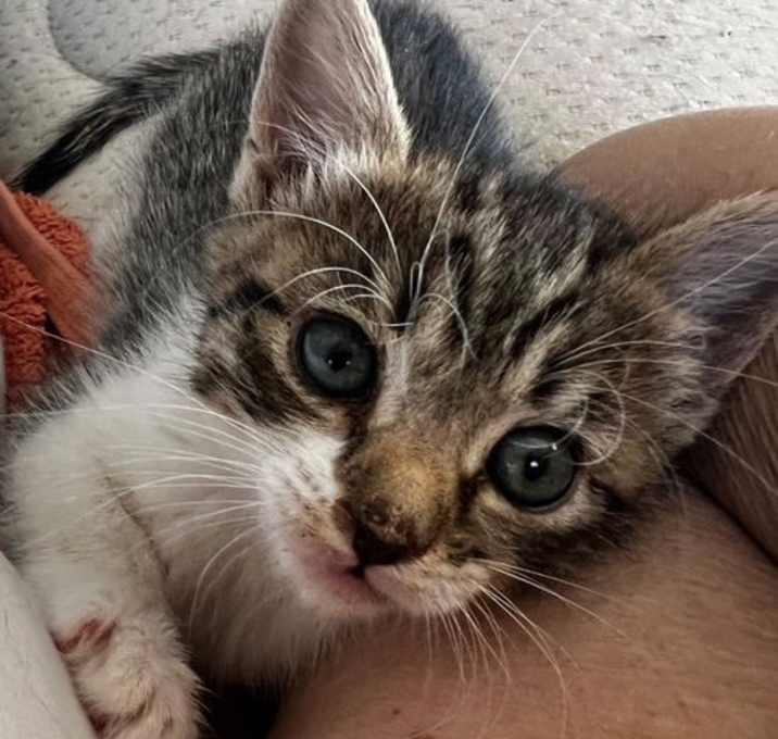 Photo of Zinnia