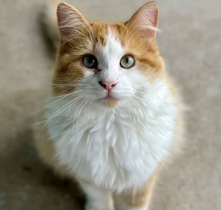 Photo of Neptune