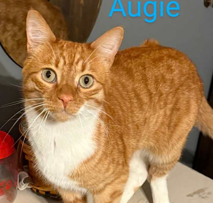 Photo of Augie