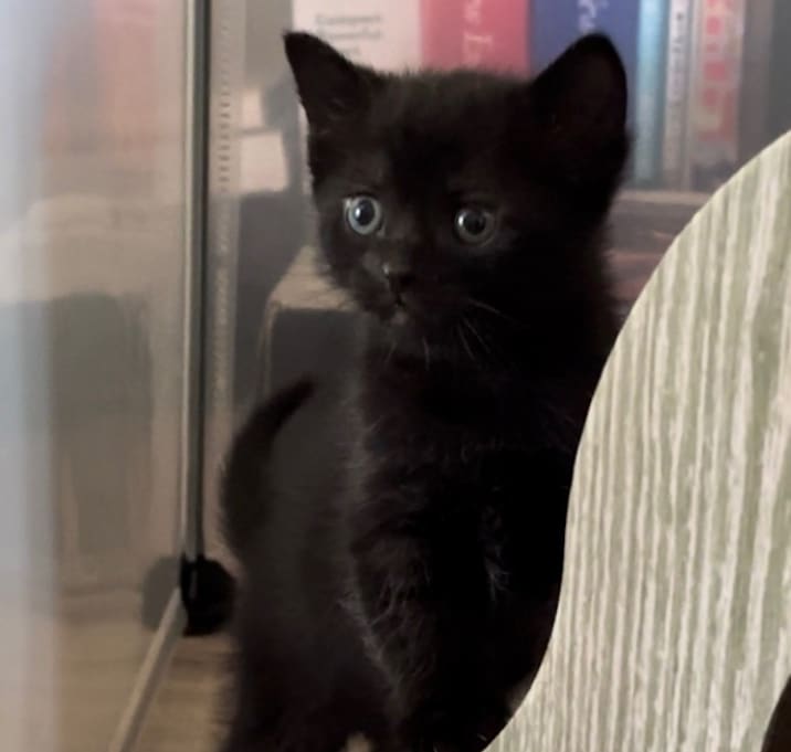 Photo of Blackie