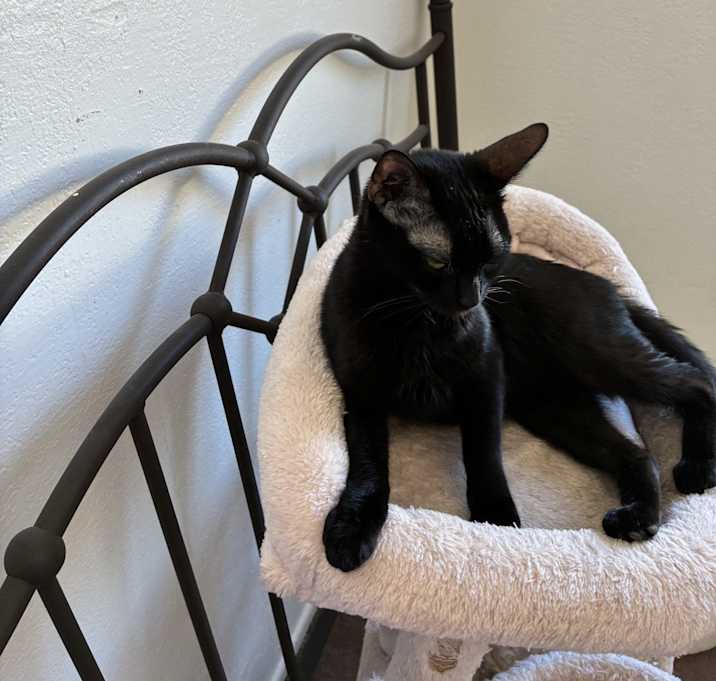 Photo of lulu