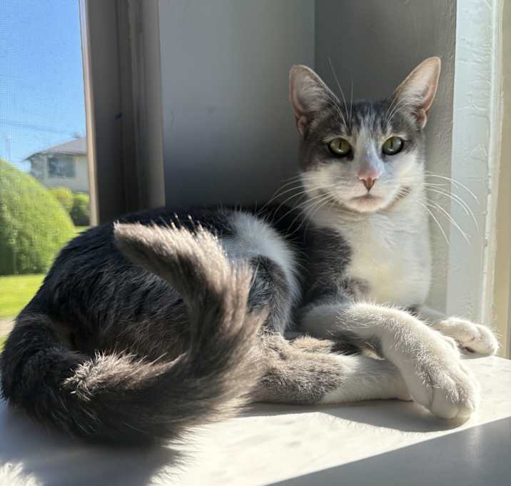 Photo of Stella