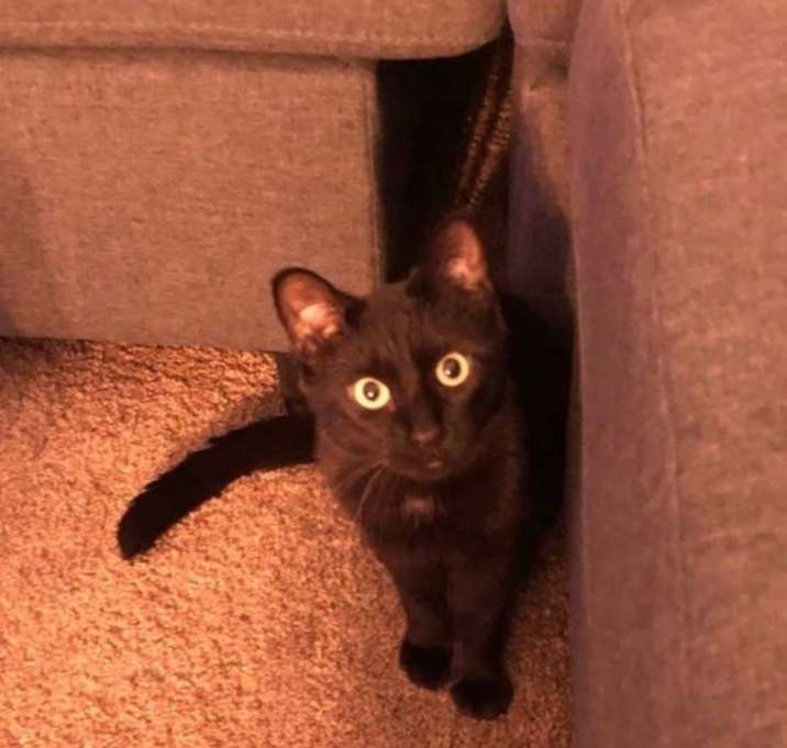 Photo of Prince