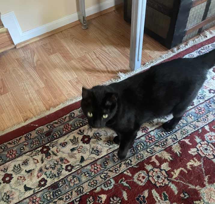 Photo of Jack and Rosie