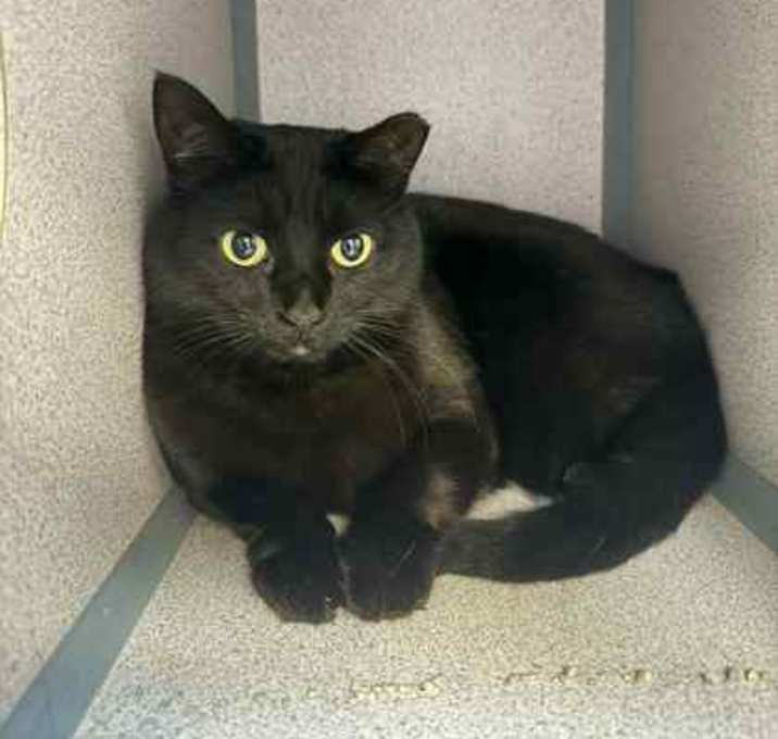 Photo of Luna