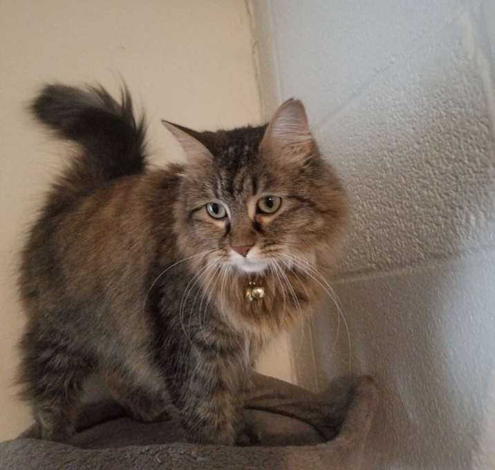 Photo of Stella