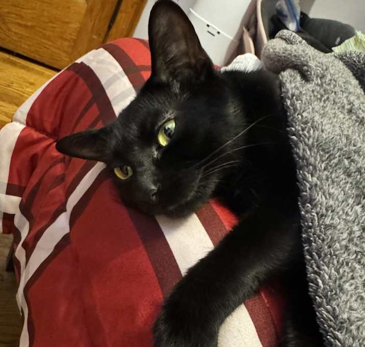 Photo of Panther and Oreo
