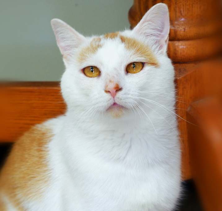 Photo of Yonah