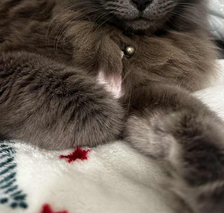 Photo of lola