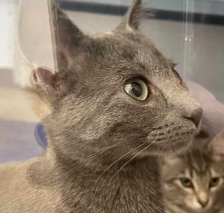Photo of Flint