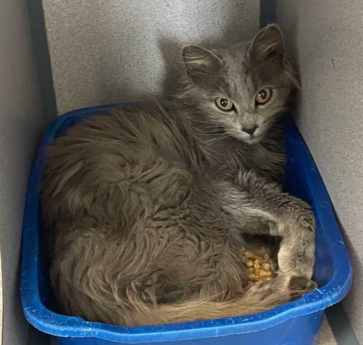 Photo of Pom Pom Purrin
