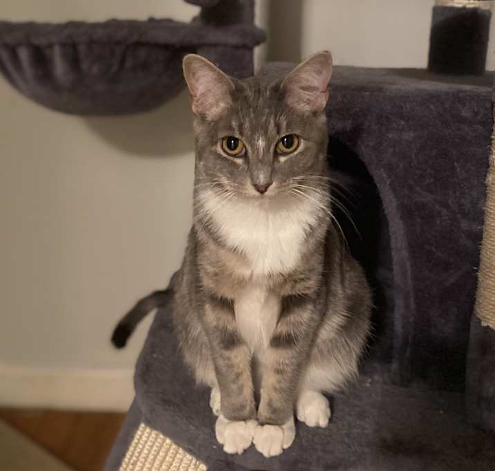 Photo of Darcy