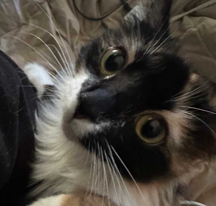 Photo of Ridley