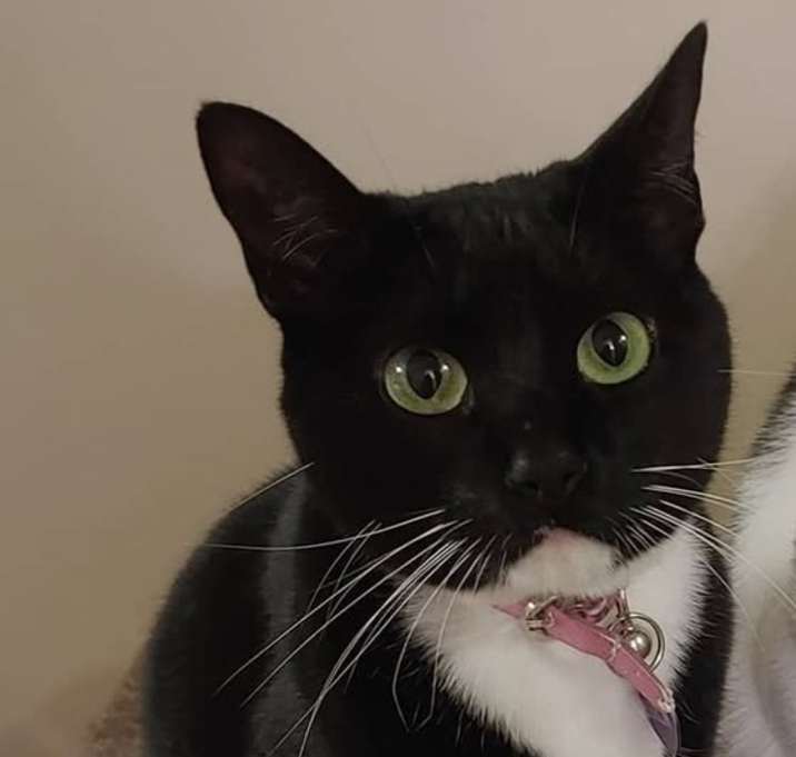 Photo of Merlin